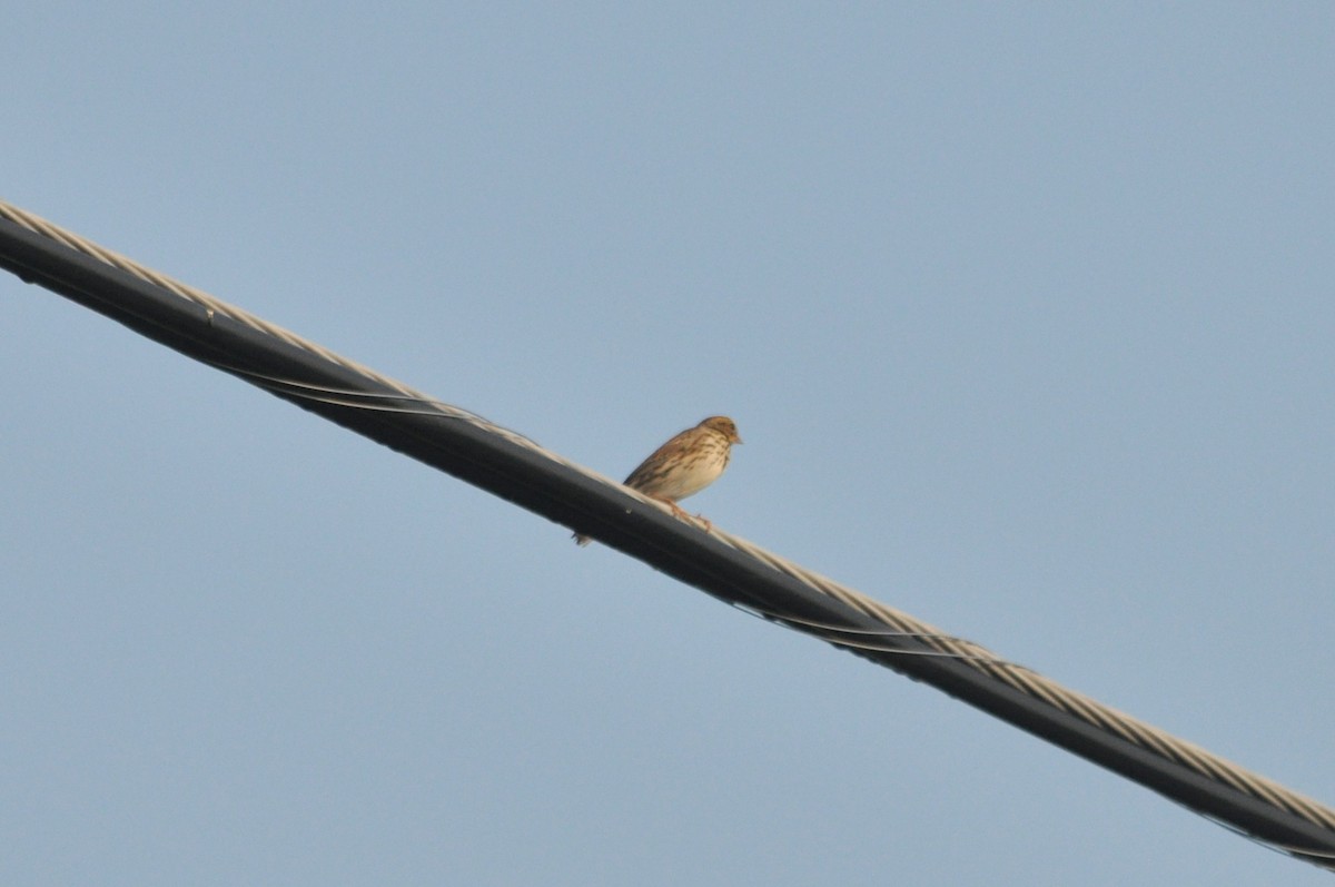 Savannah Sparrow - ML620500599