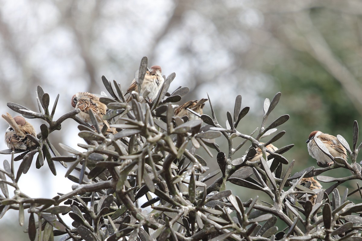 Eurasian Tree Sparrow - ML620500600