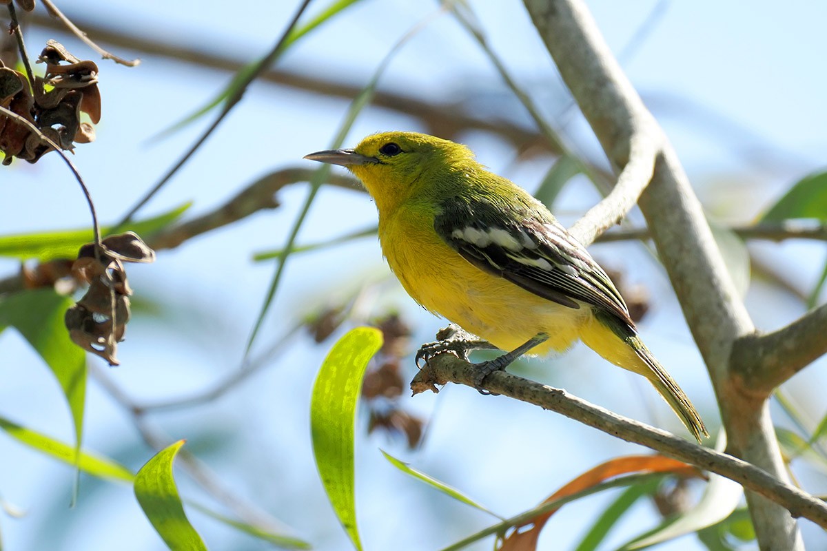 Common Iora - ML620500613