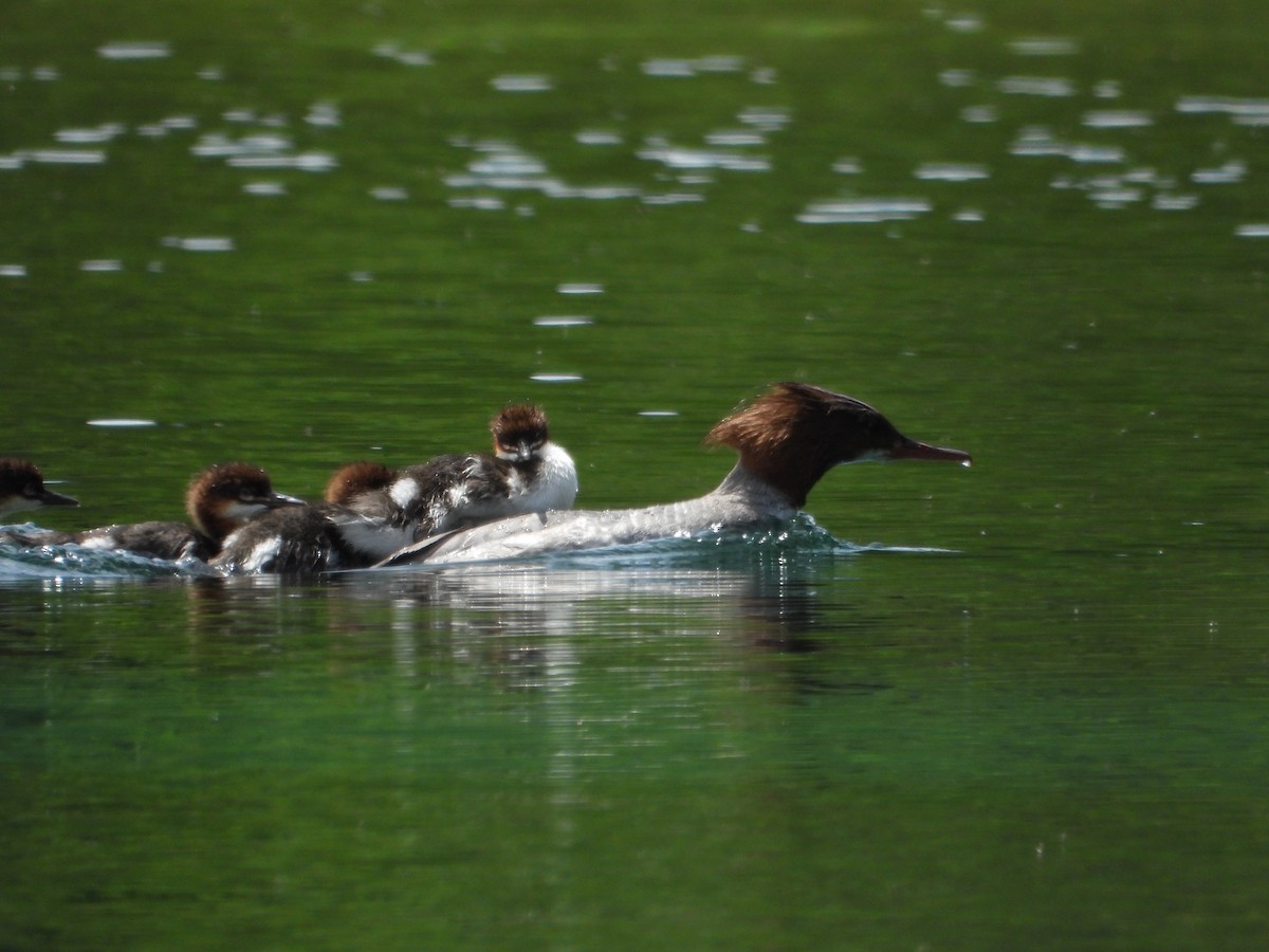 Common Merganser - ML620500614