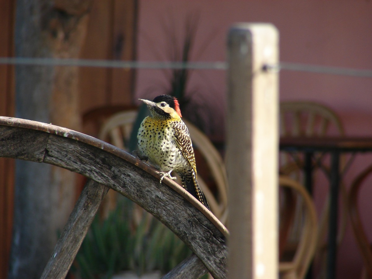 Green-barred Woodpecker - ML620500617