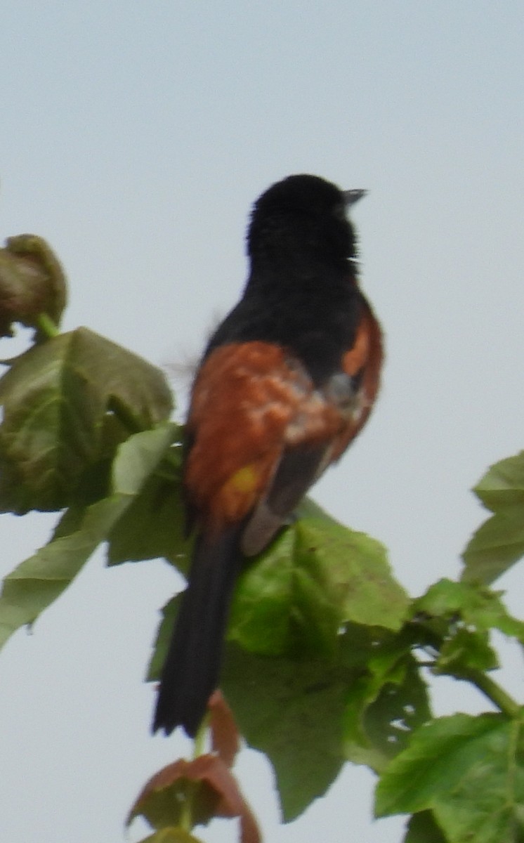 Oriole des vergers - ML620500619