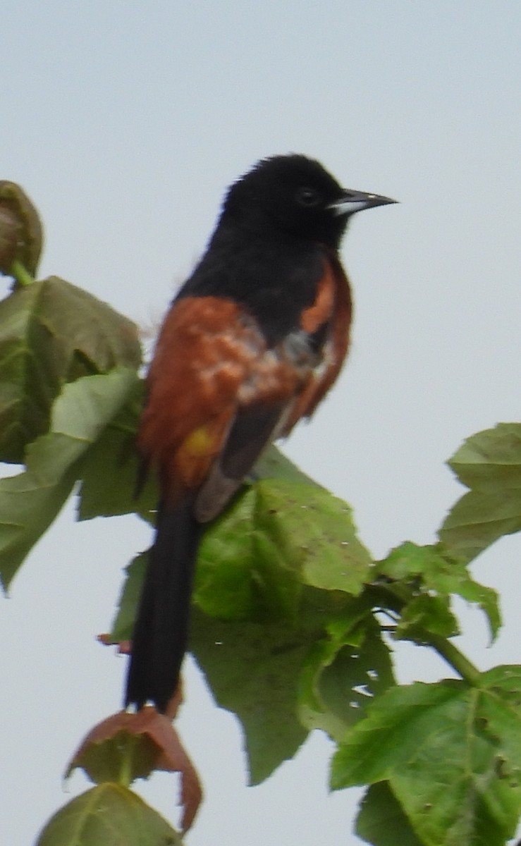 Orchard Oriole - ML620500620