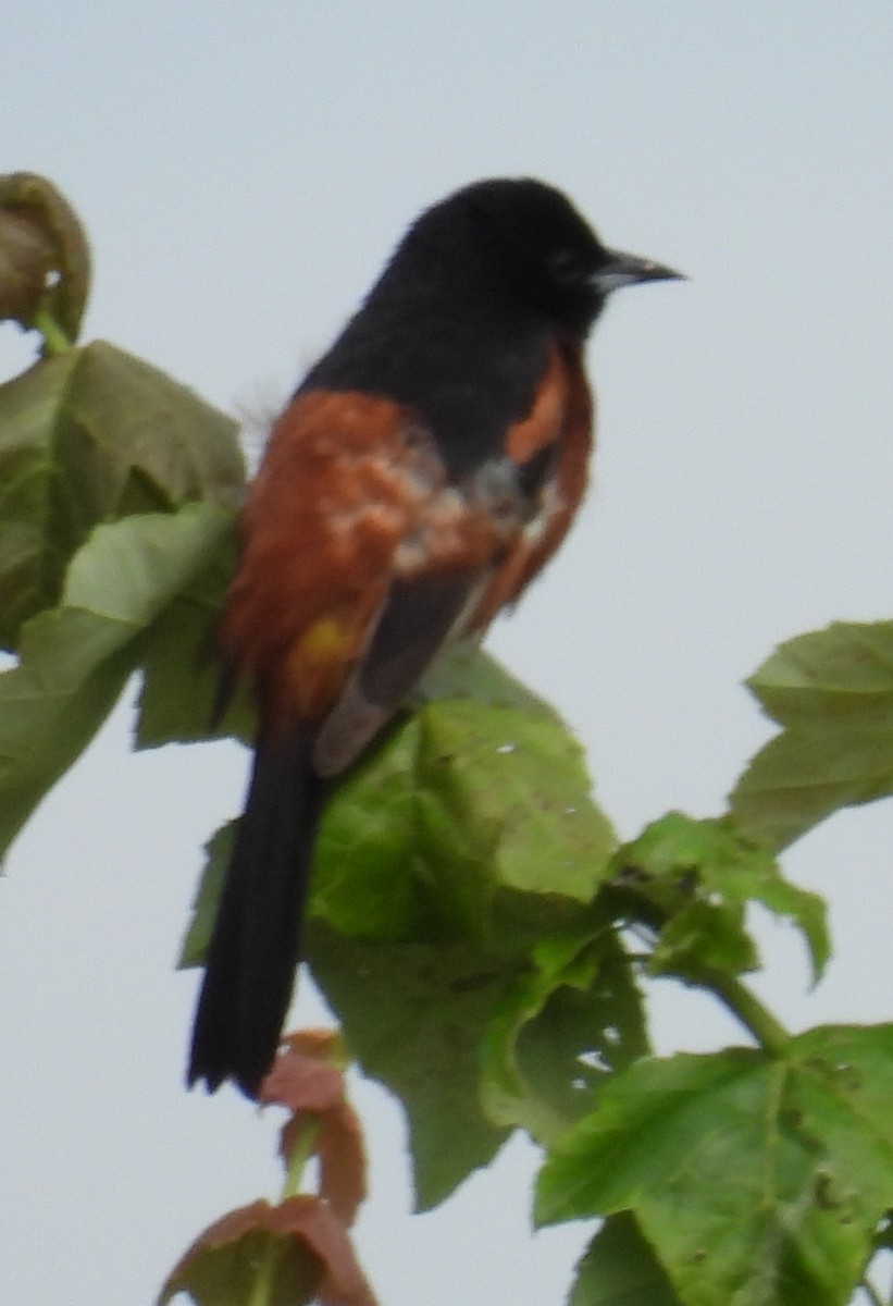 Orchard Oriole - ML620500621