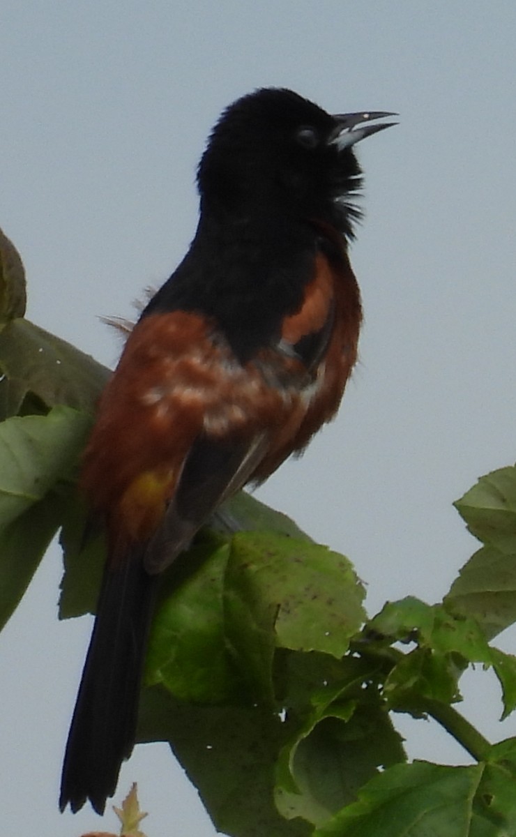 Orchard Oriole - ML620500622