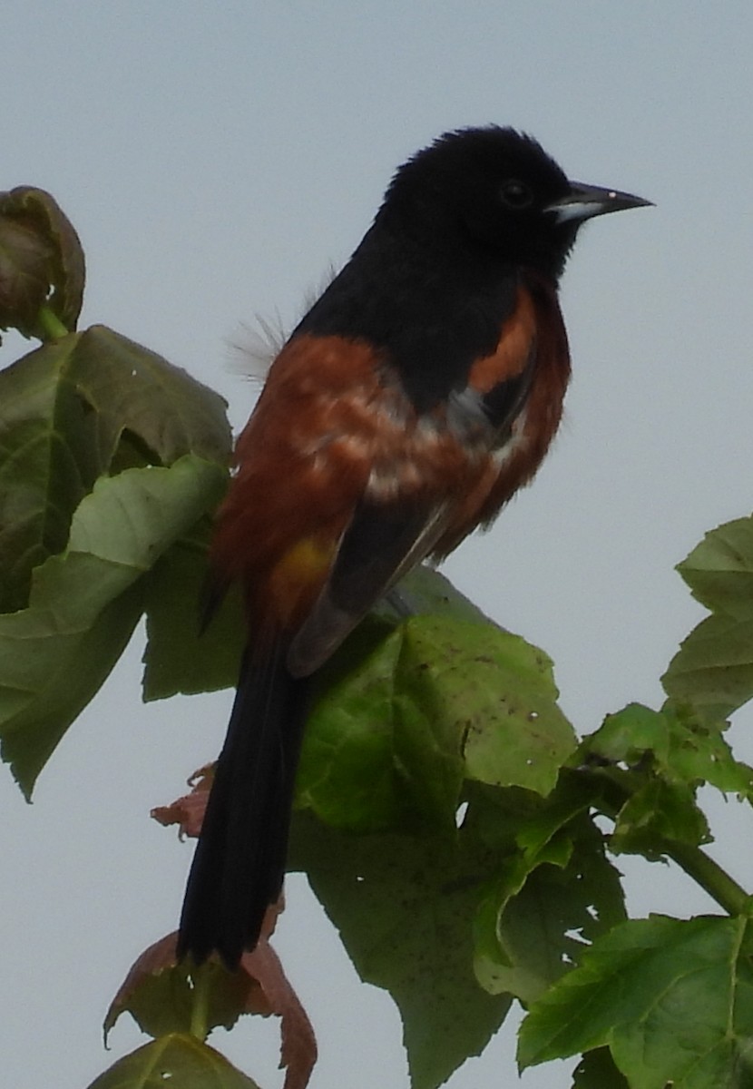 Orchard Oriole - ML620500623