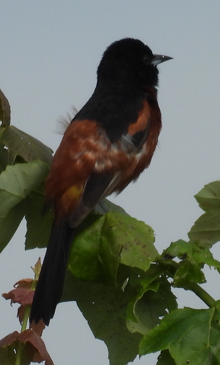 Orchard Oriole - ML620500624