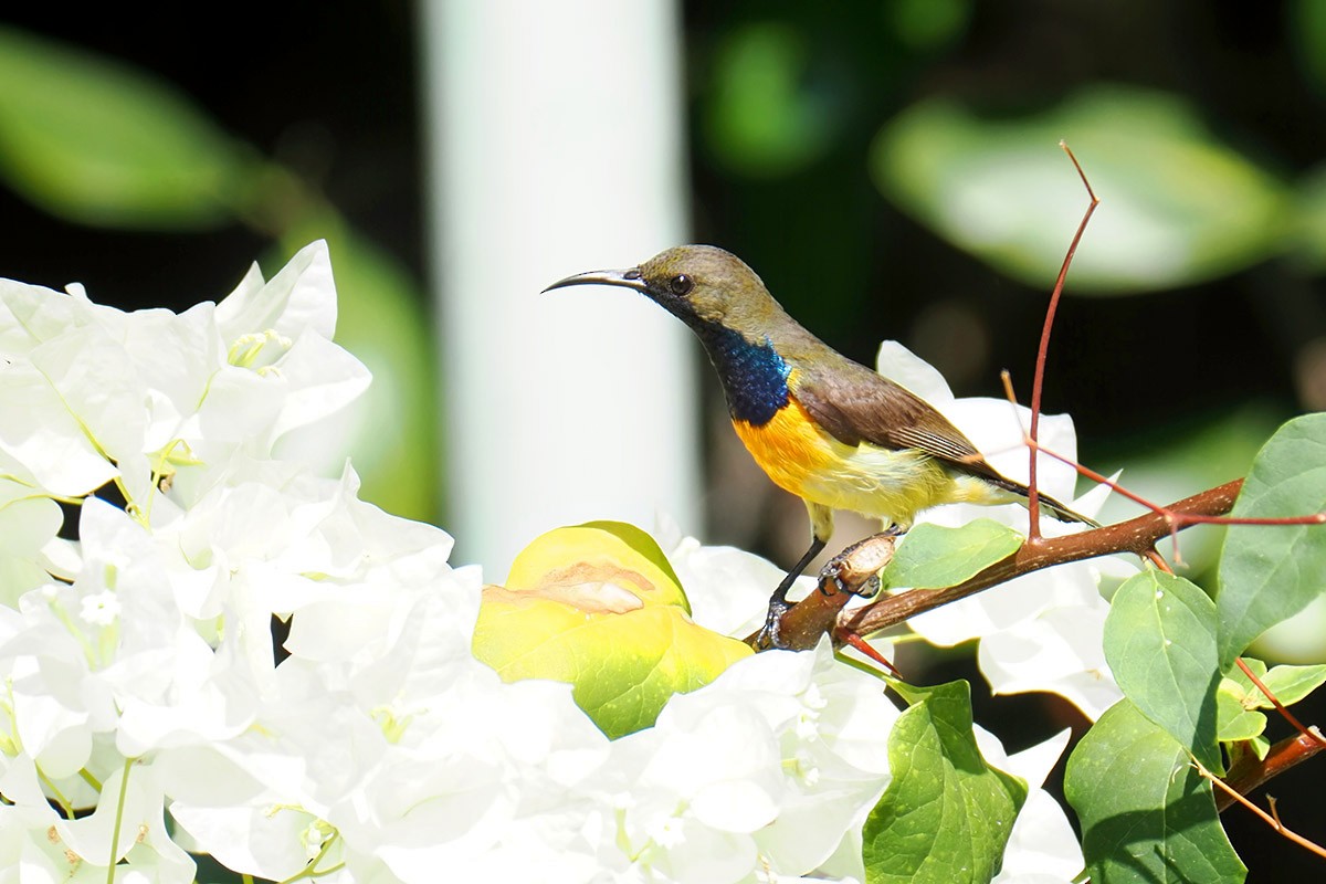 Palawan Sunbird - ML620500632