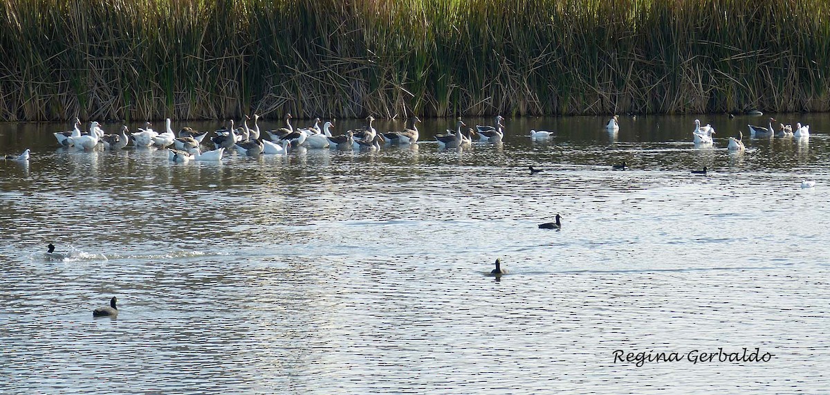 Graylag Goose (Domestic type) - ML620500647