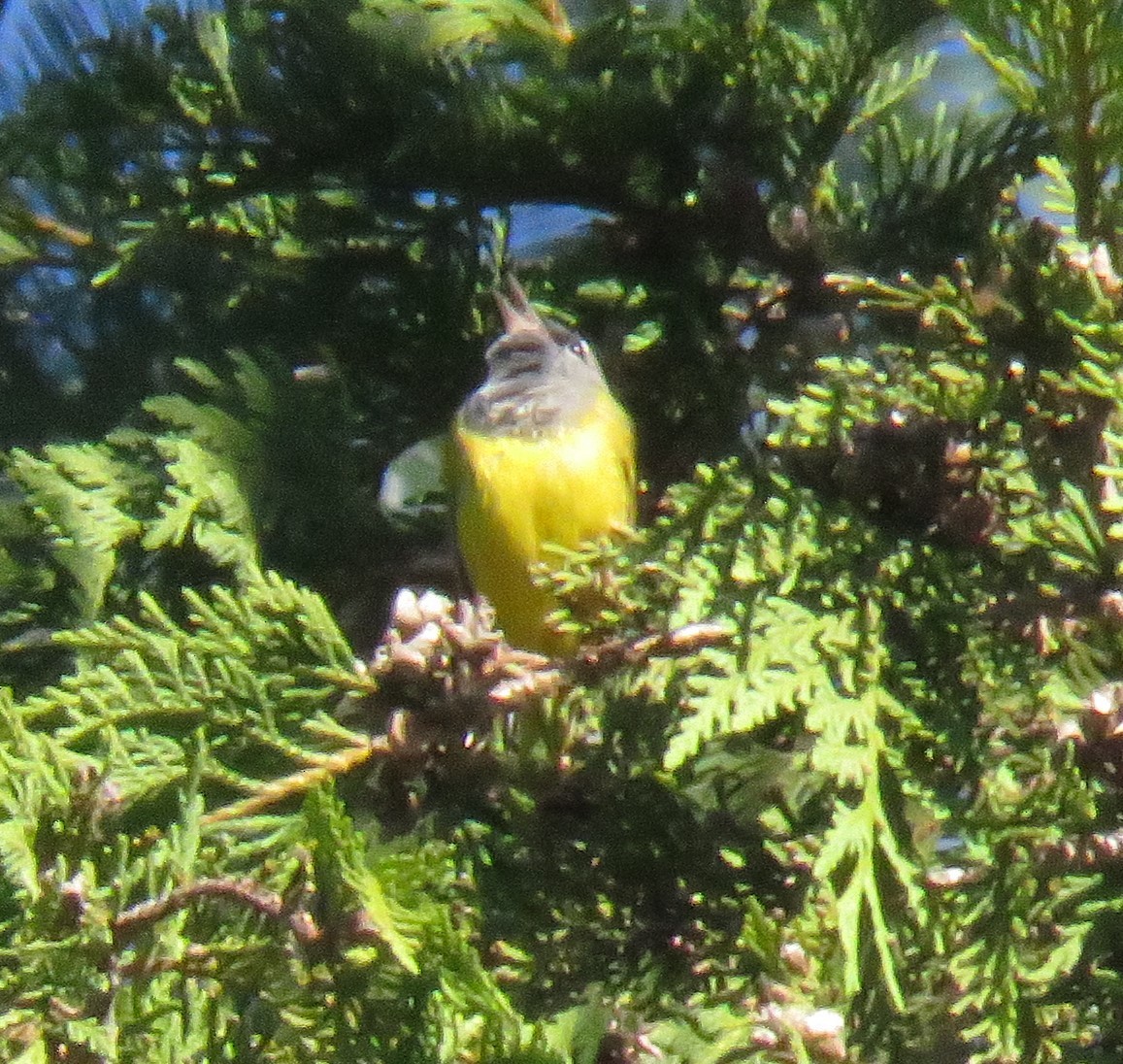 MacGillivray's Warbler - ML620500661