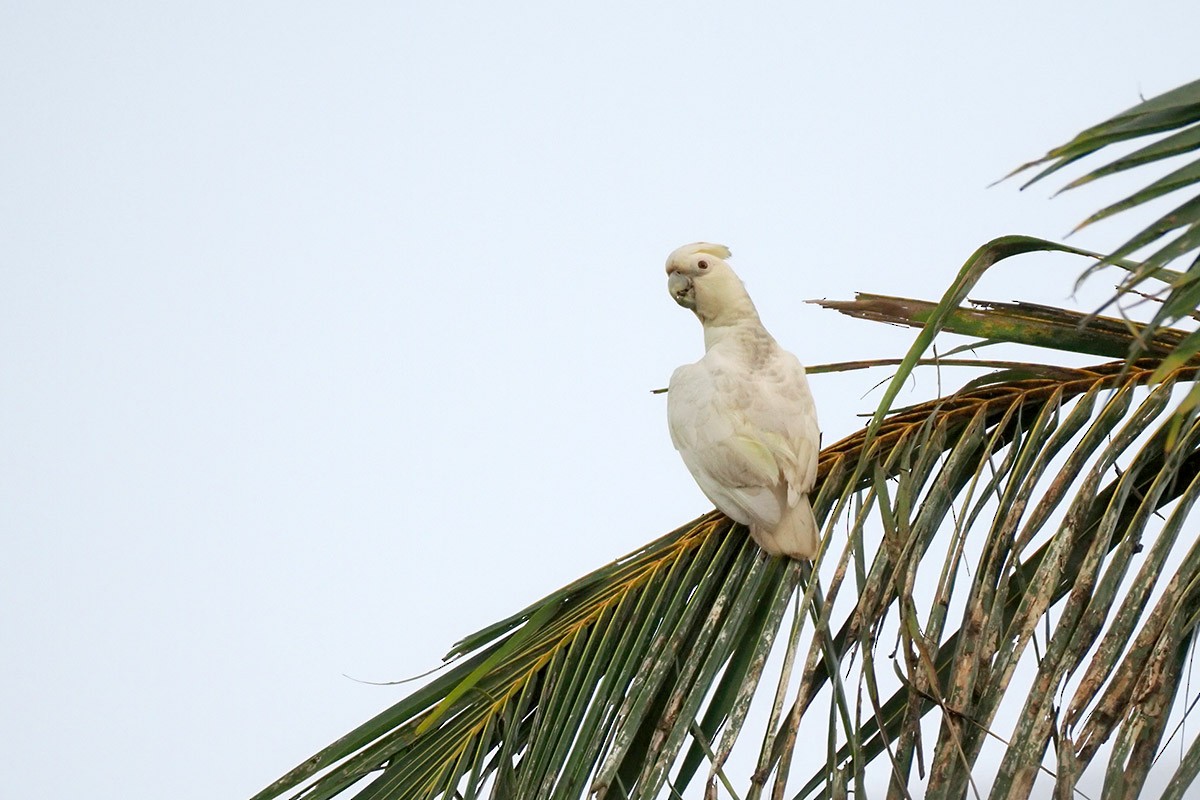 Philippine Cockatoo - ML620500665