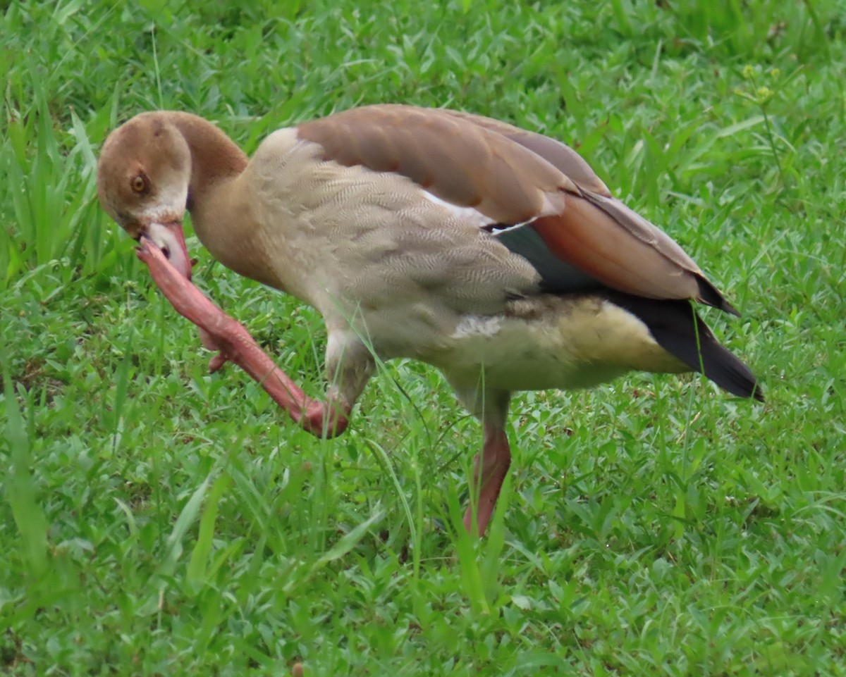 Egyptian Goose - ML620500671