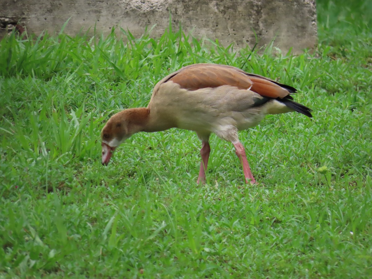 Egyptian Goose - ML620500673