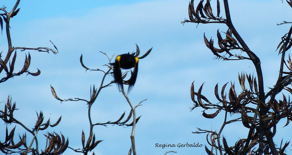 Yellow-winged Blackbird - ML620500674