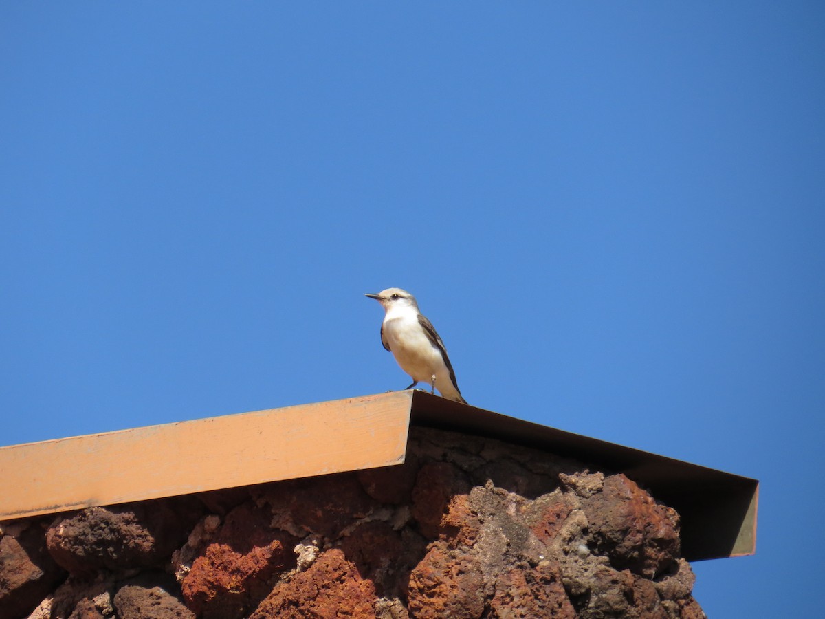 White-rumped Monjita - ML620500677