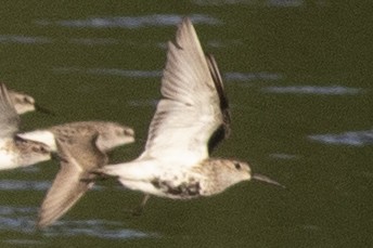 Dunlin - ML620500678