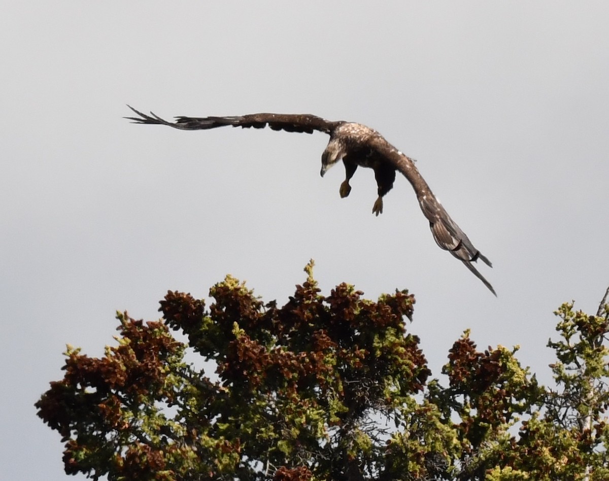 Bald Eagle - ML620500682