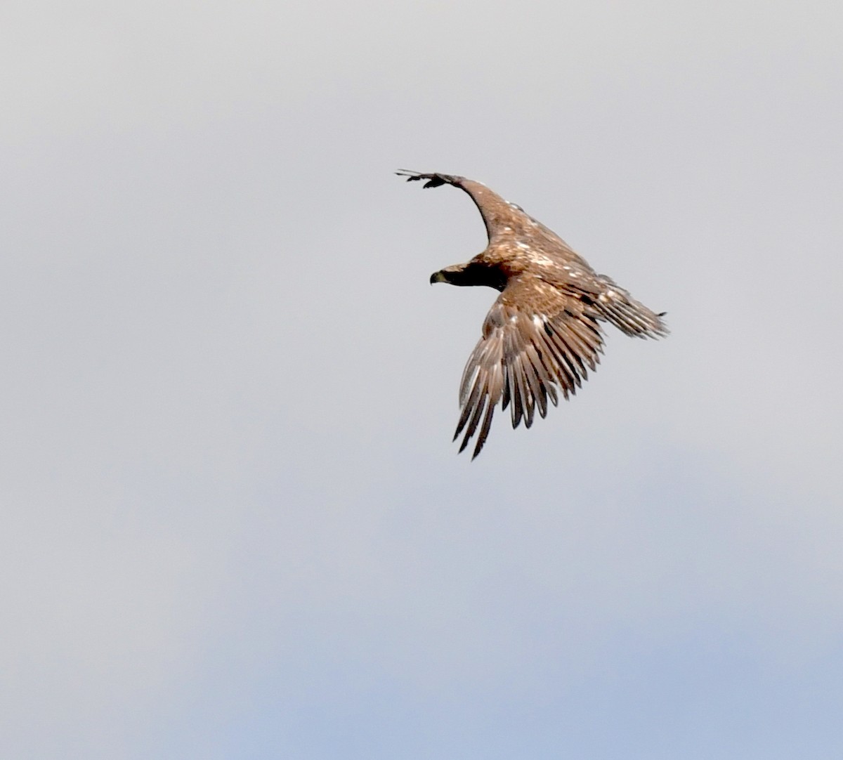 Bald Eagle - ML620500683