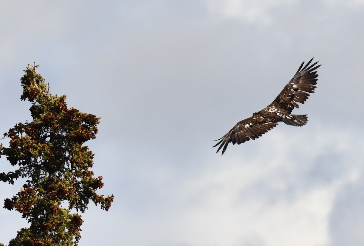 Bald Eagle - ML620500684