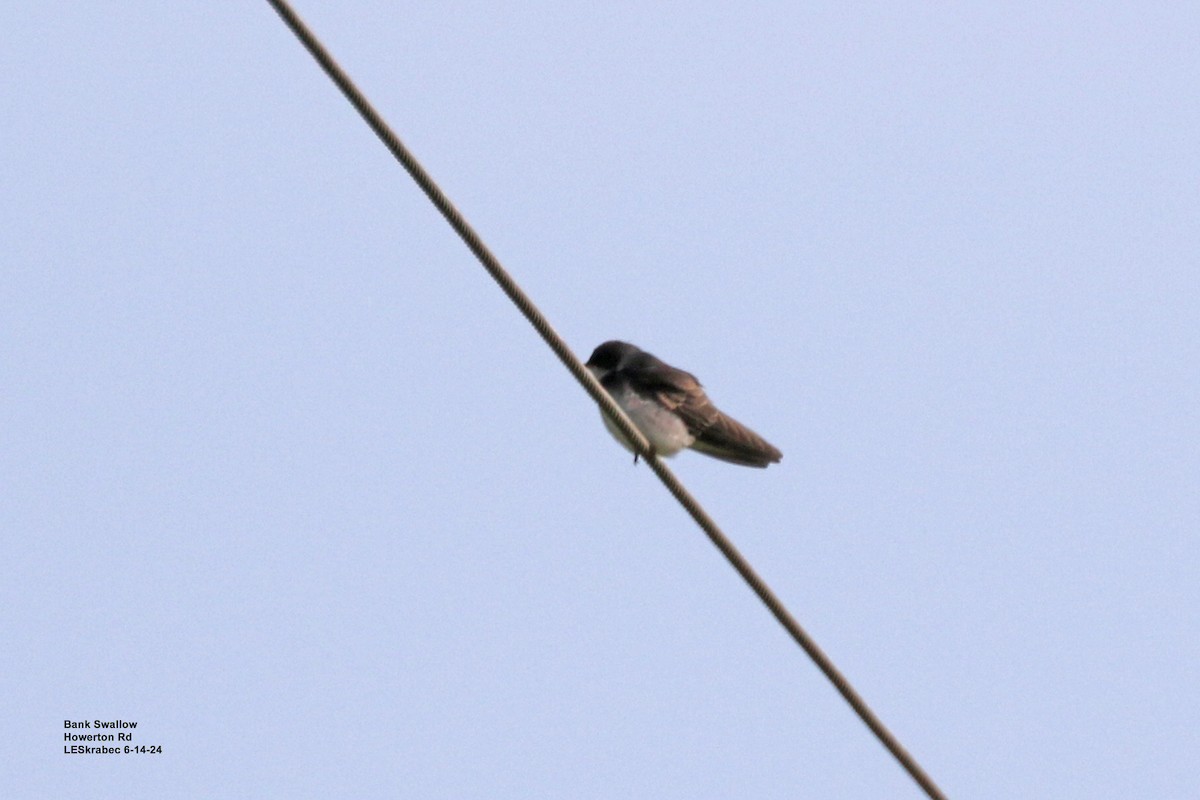 Bank Swallow - ML620500685