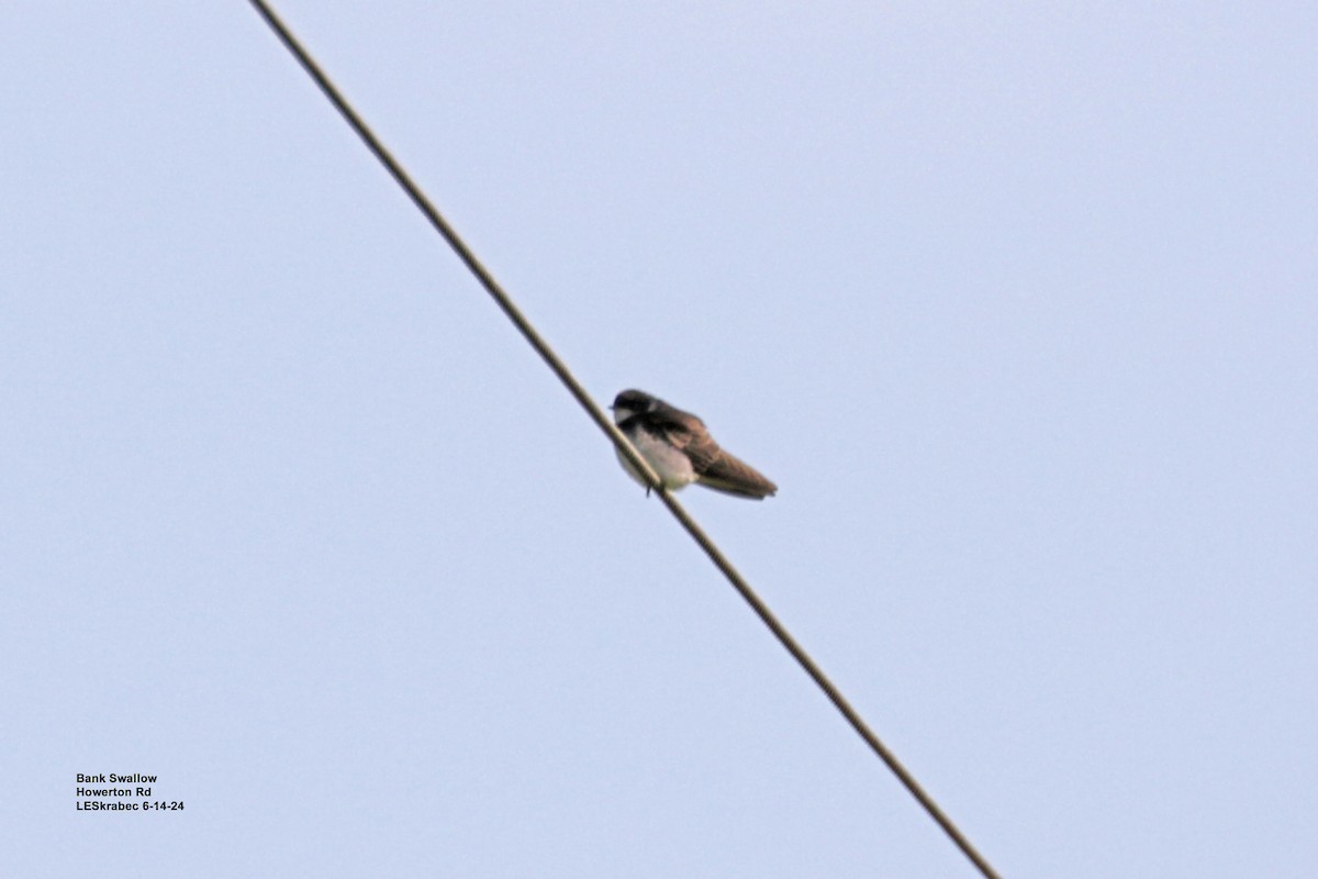 Bank Swallow - ML620500686