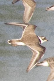 Semipalmated Plover - ML620500690