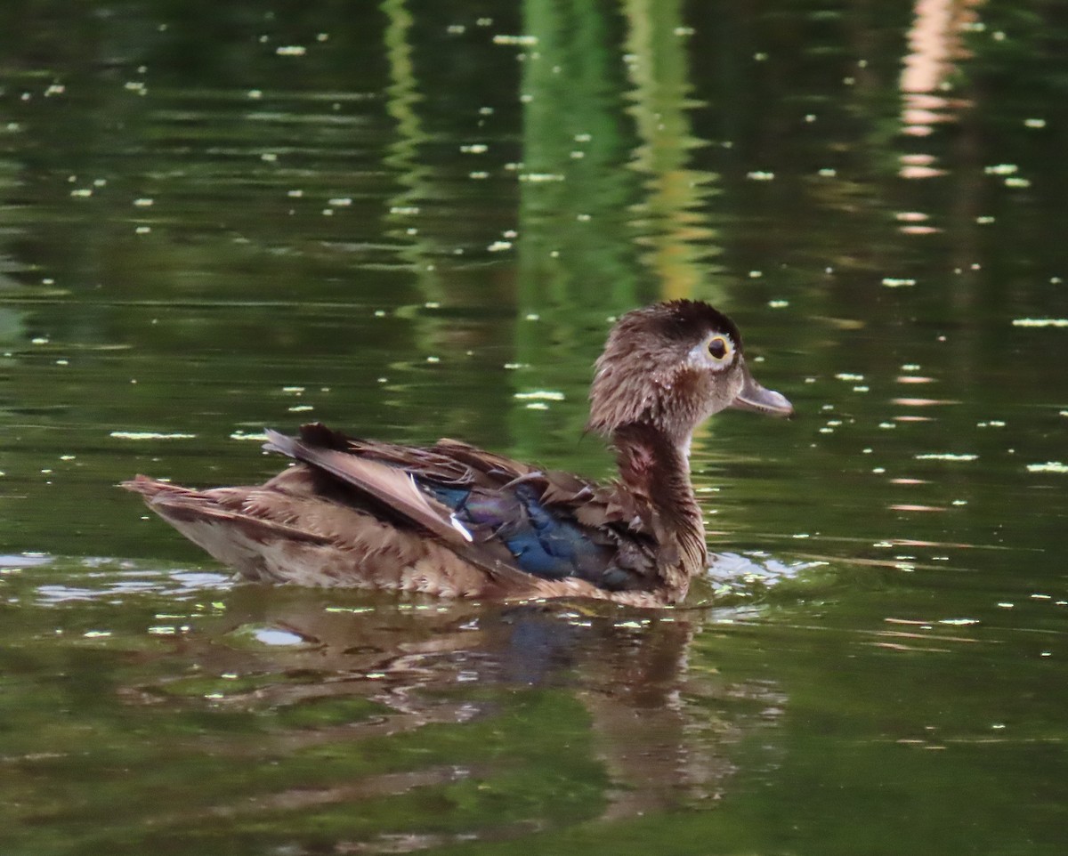 Wood Duck - ML620500691