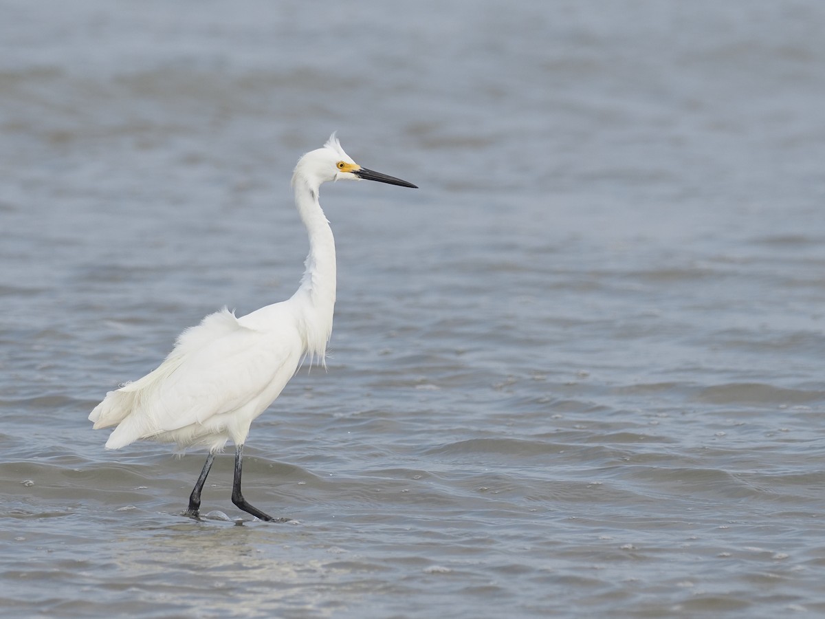 Snowy Egret - ML620500696