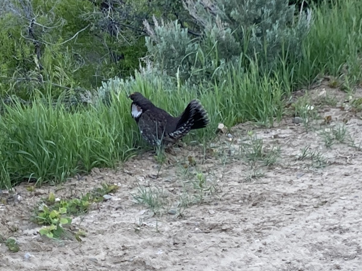 Dusky Grouse - ML620500701