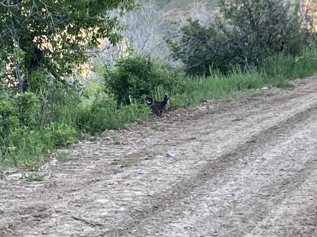 Dusky Grouse - ML620500702