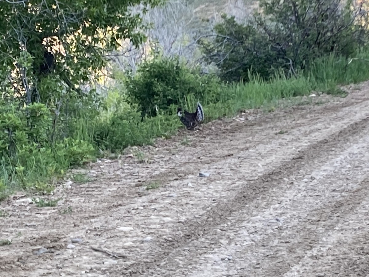 Dusky Grouse - ML620500703