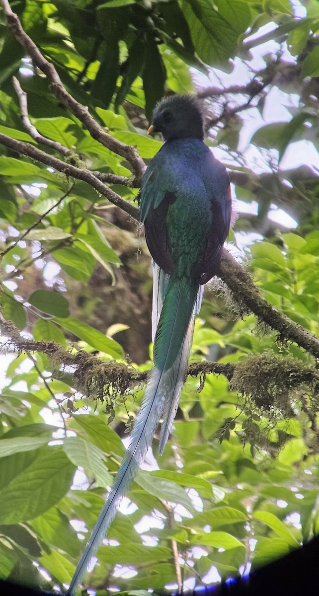 Quetzal resplendissant - ML620500705