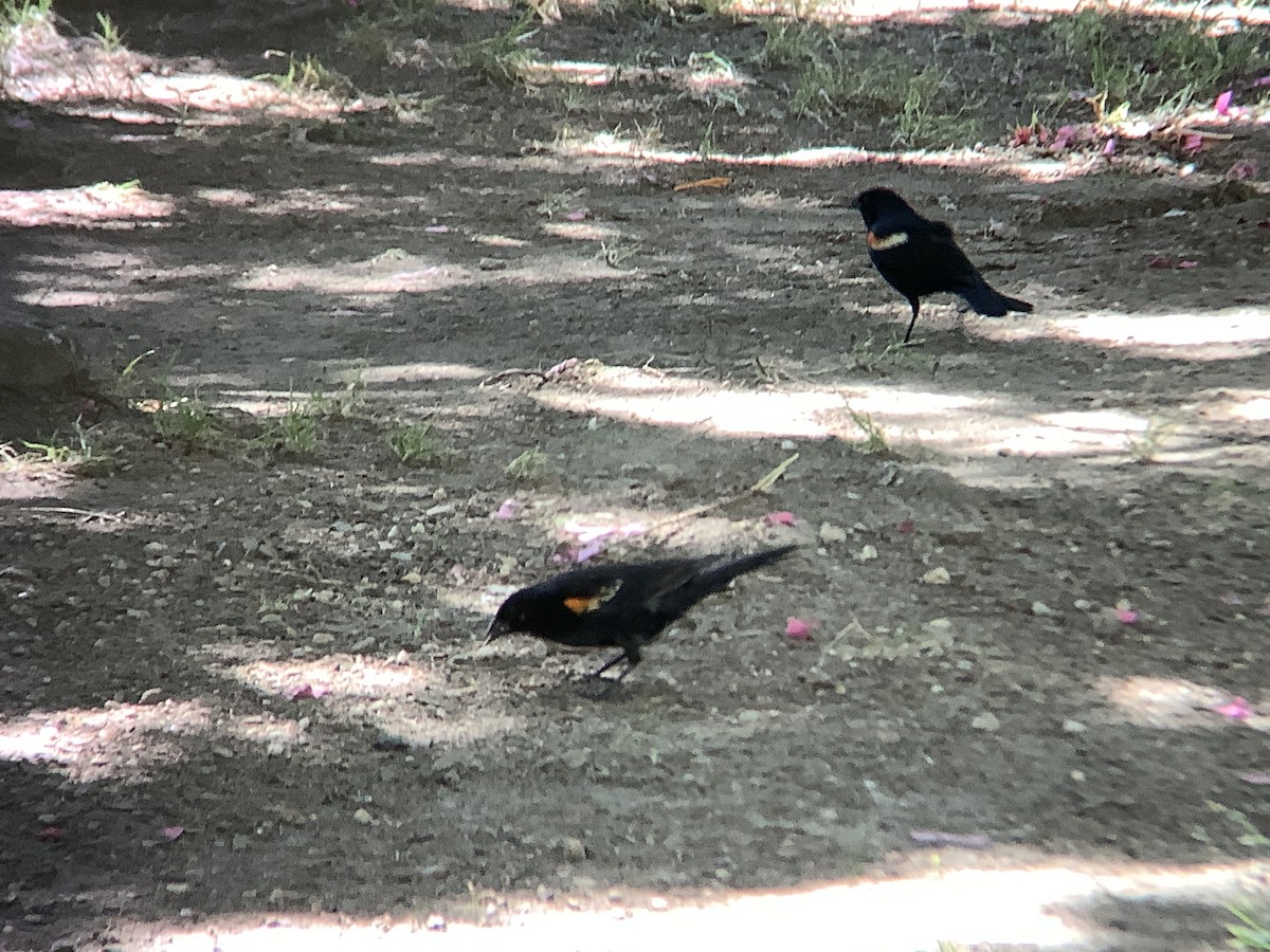 Red-winged Blackbird - ML620500720