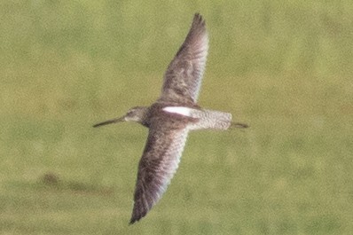 Short-billed Dowitcher - ML620500731