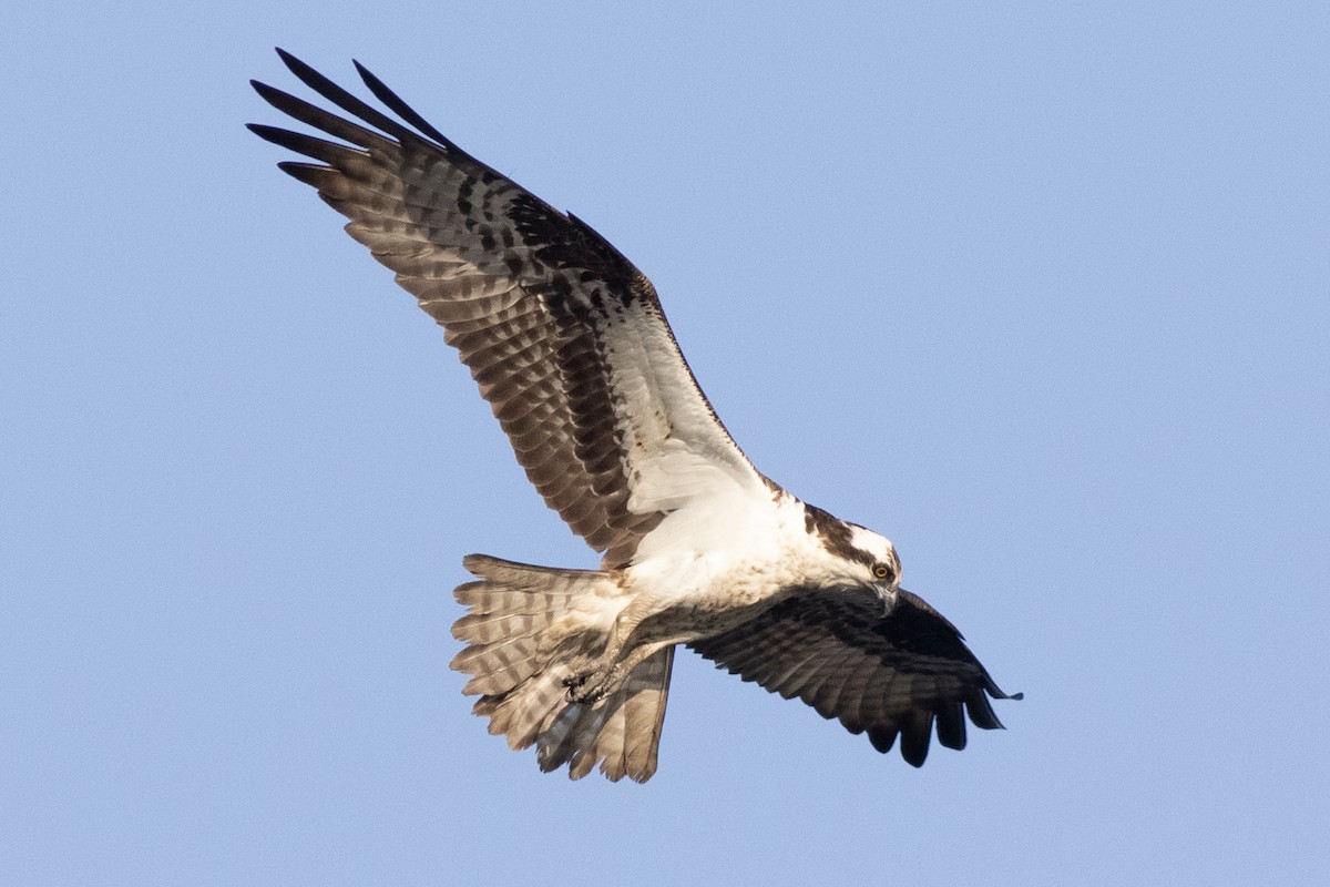 orlovec říční (ssp. carolinensis) - ML620500754