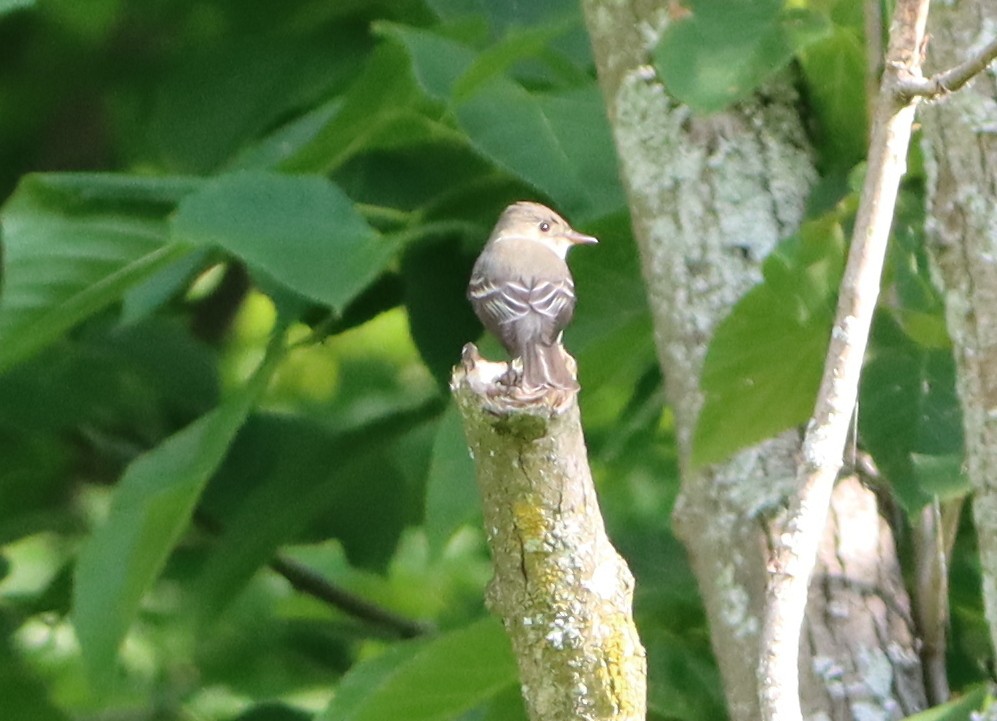 Eastern Phoebe - ML620500755