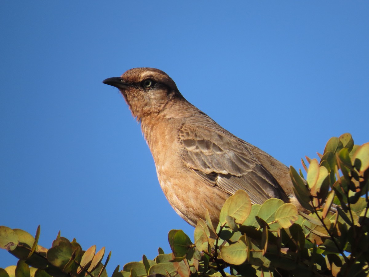 Chalk-browed Mockingbird - ML620500757