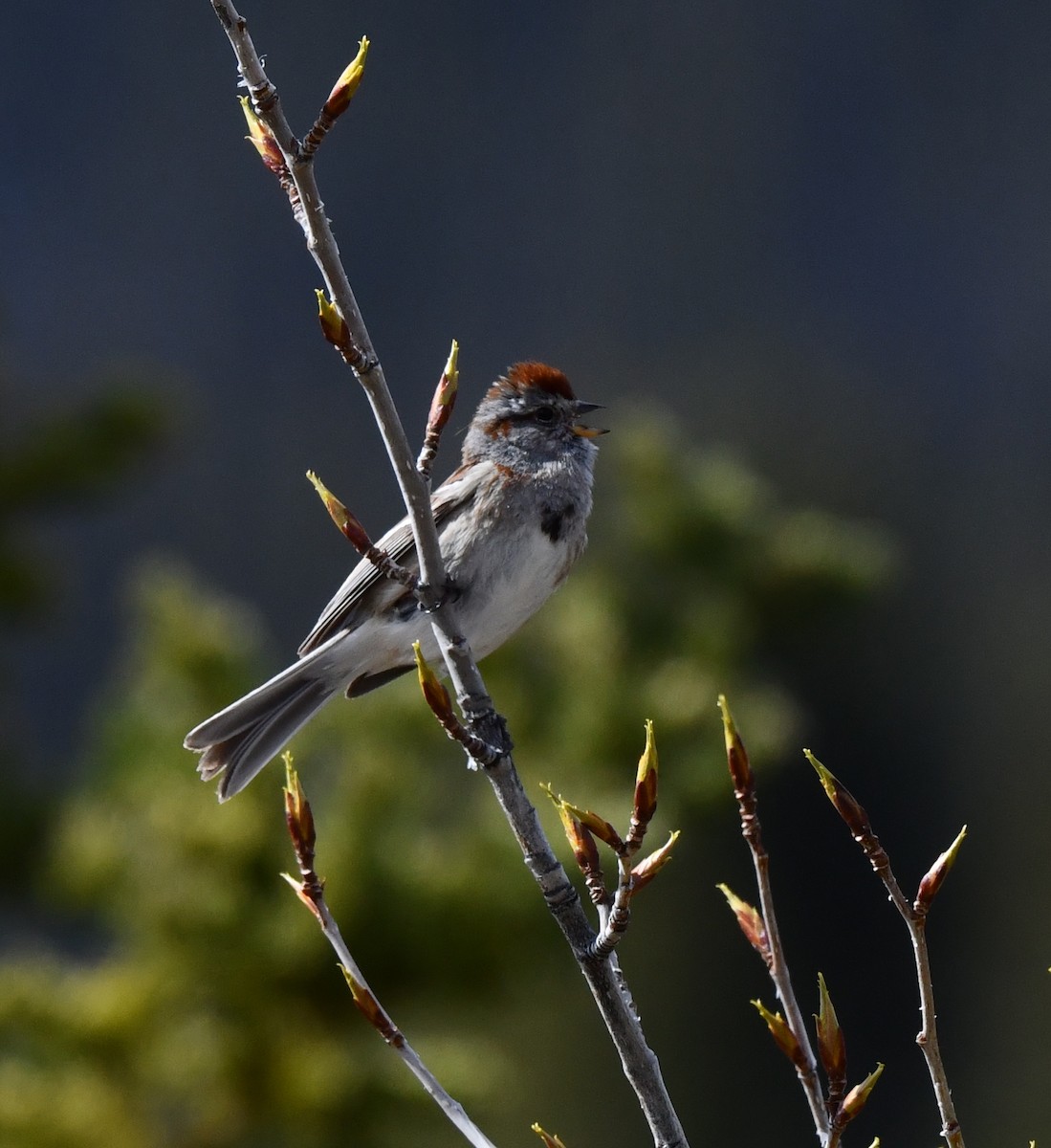 American Tree Sparrow - ML620500760