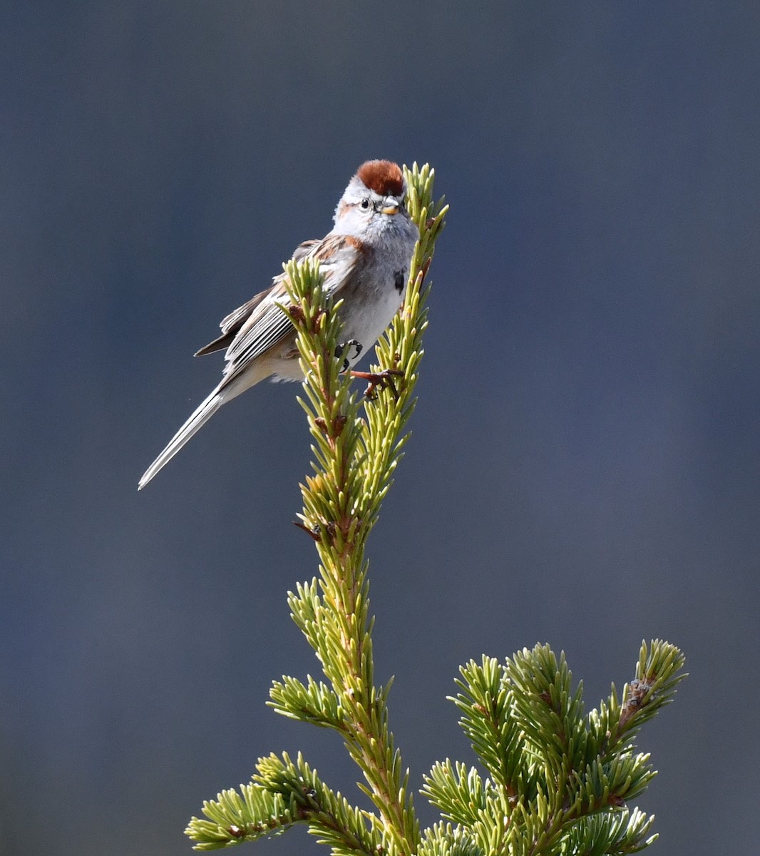 American Tree Sparrow - ML620500761