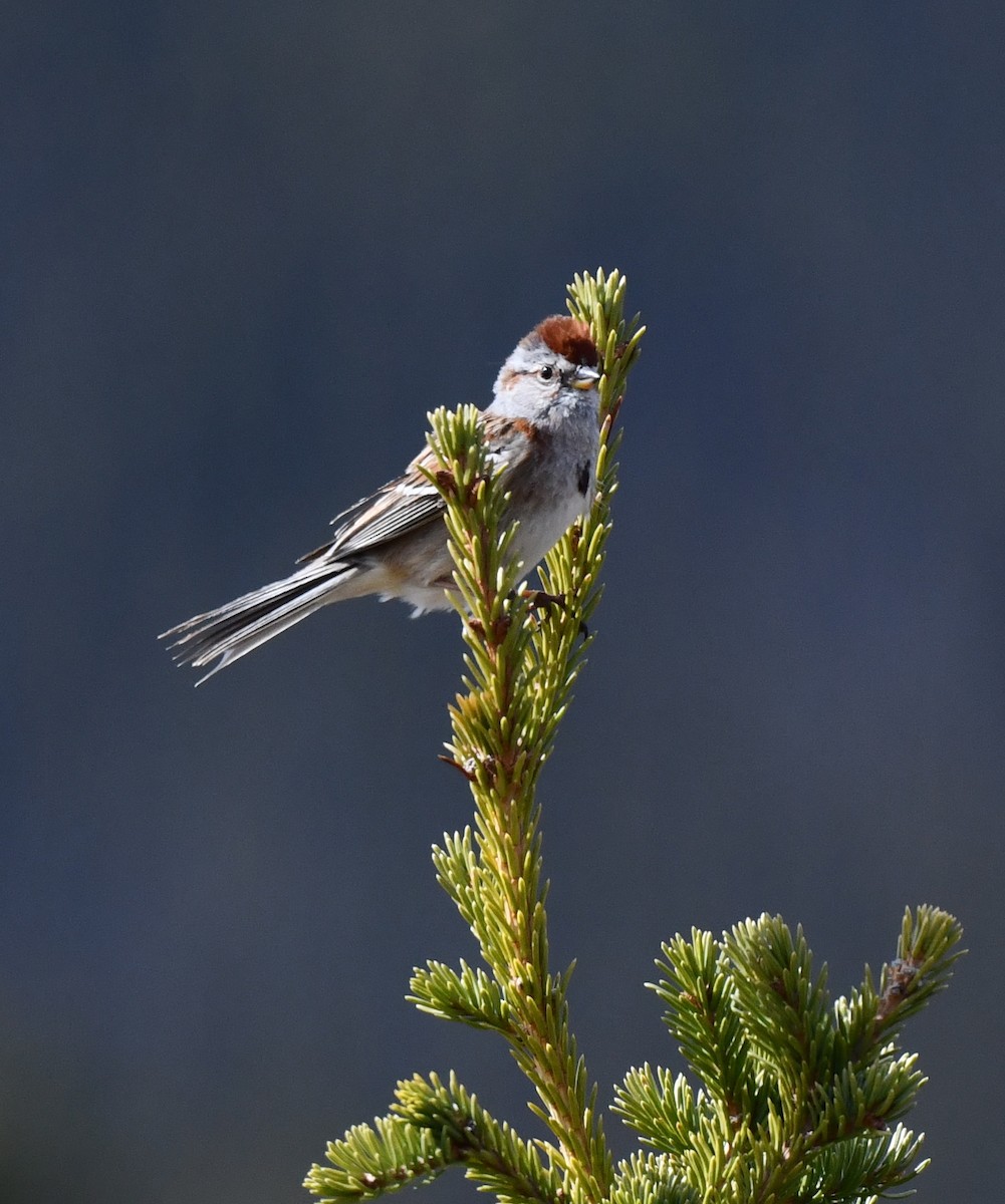 American Tree Sparrow - ML620500762