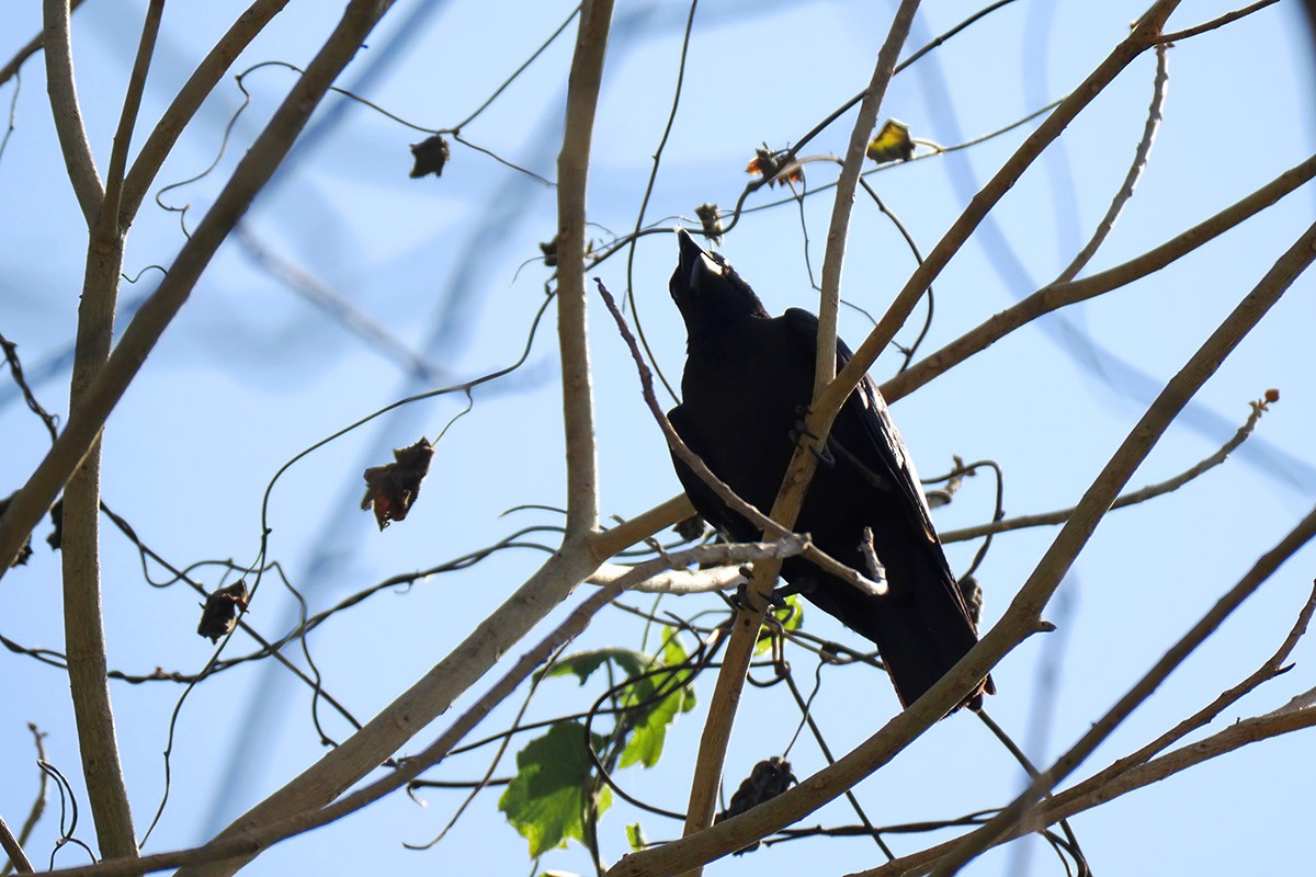 Palawan Crow - ML620500770