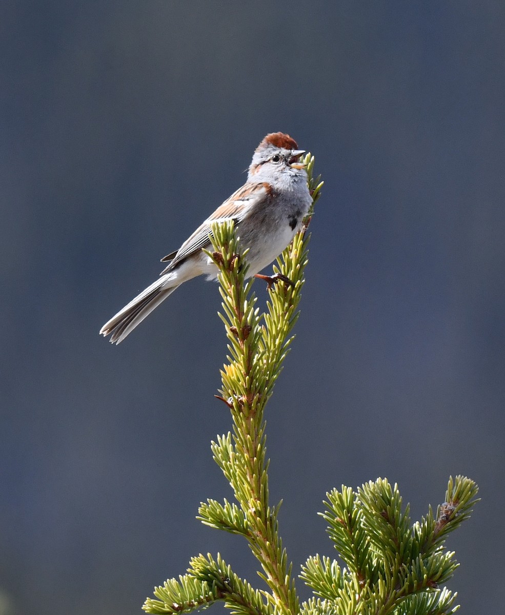 American Tree Sparrow - ML620500771