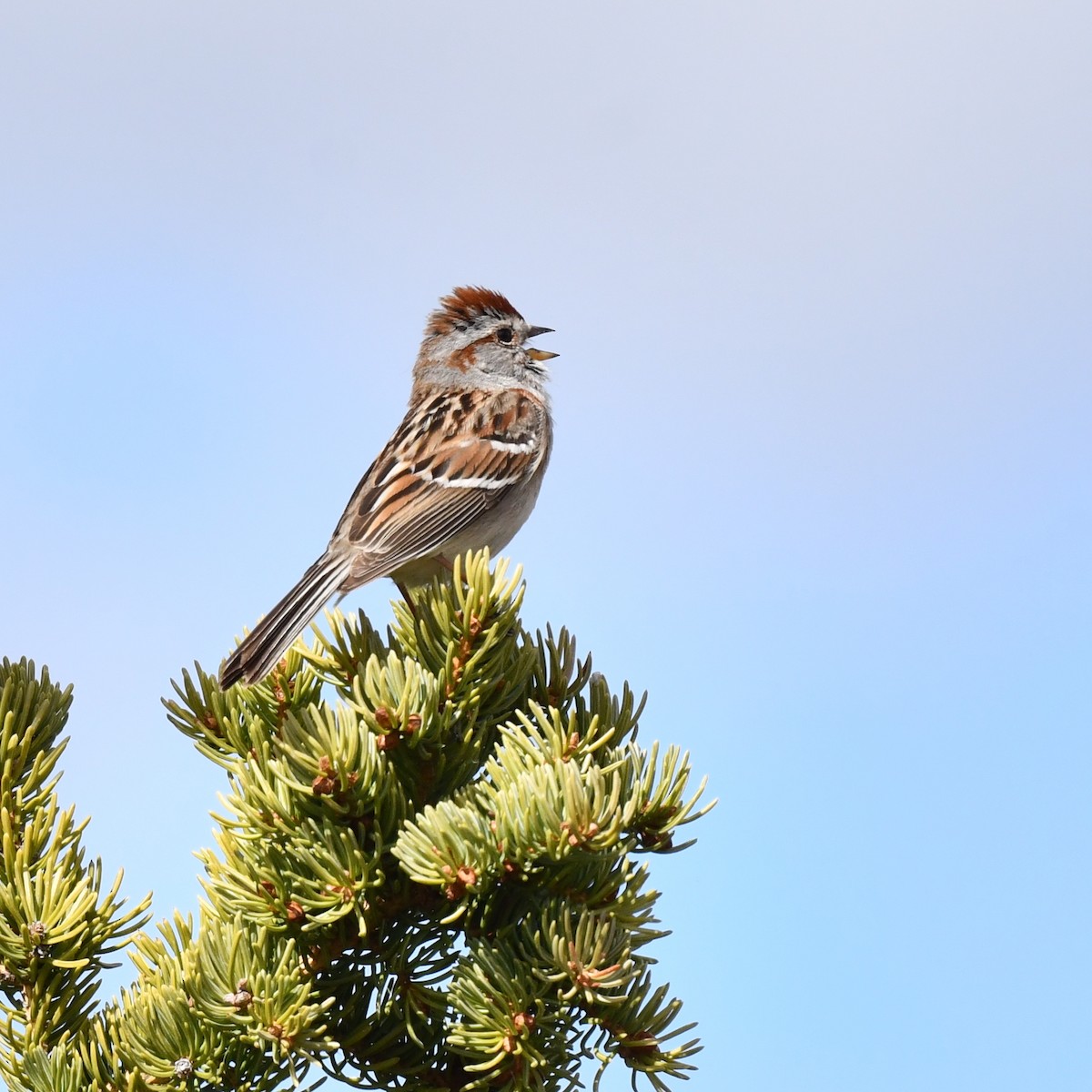 American Tree Sparrow - ML620500772