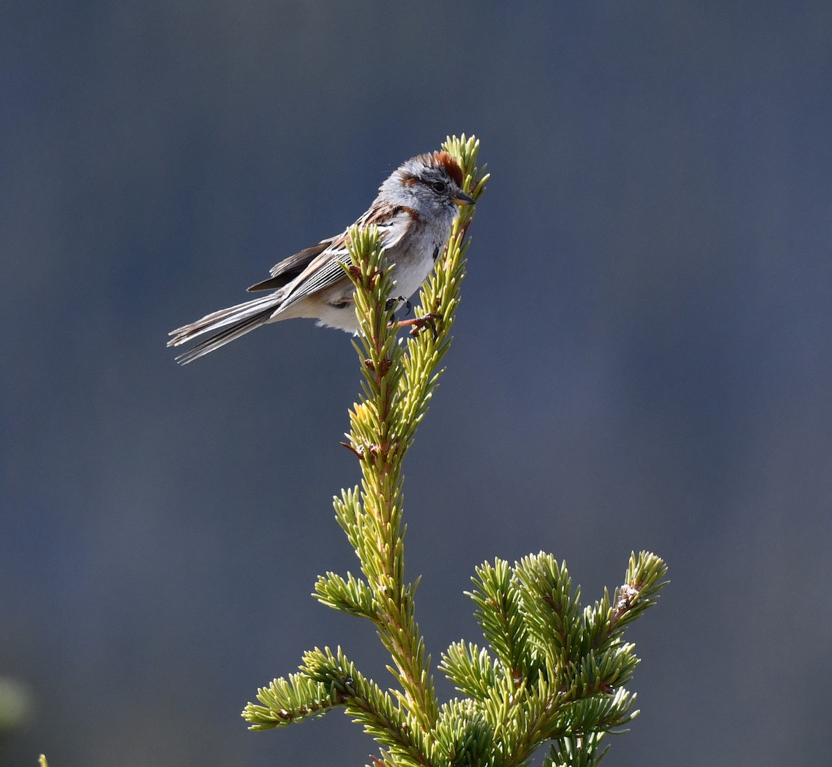 American Tree Sparrow - ML620500773