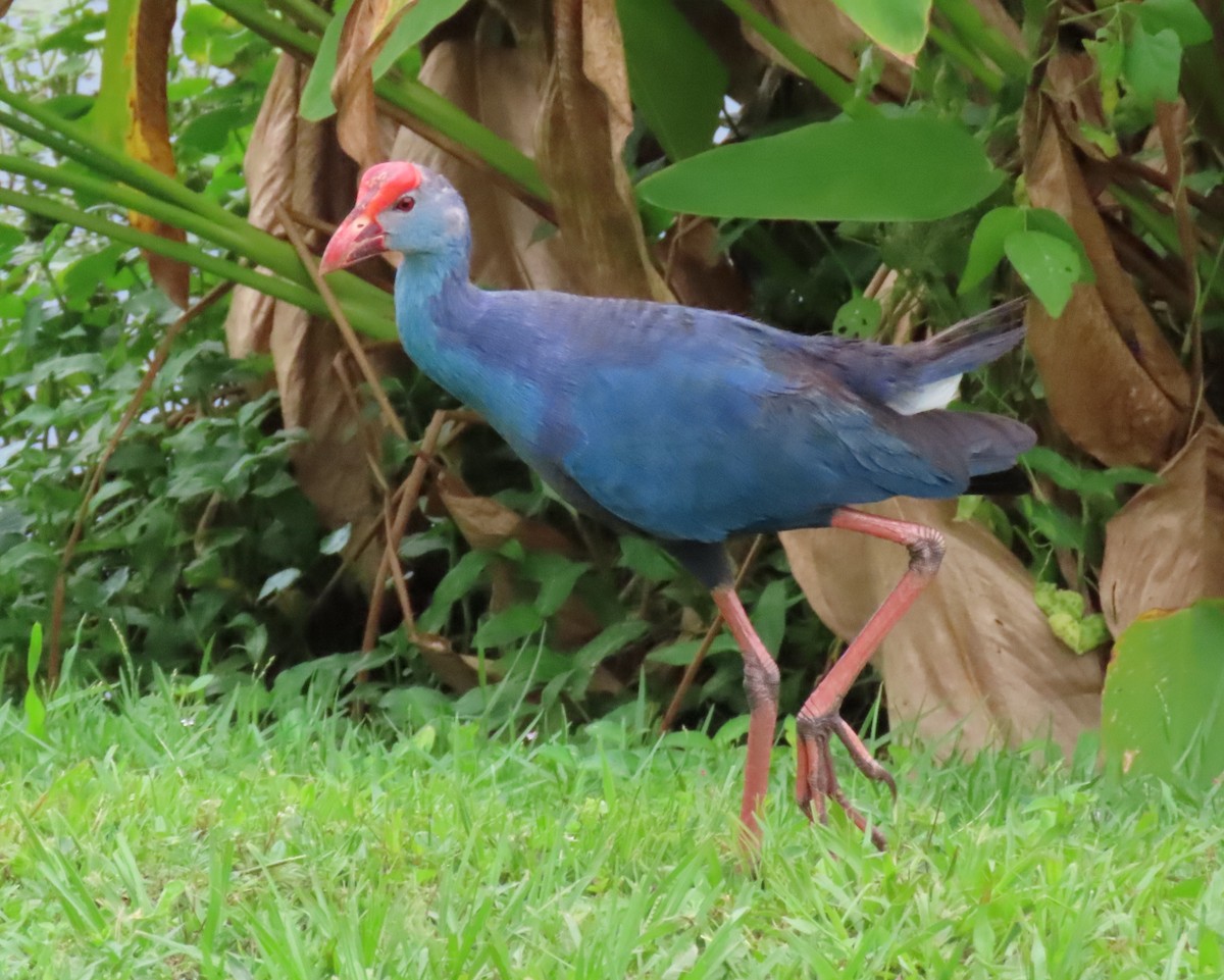 Gray-headed Swamphen - ML620500775