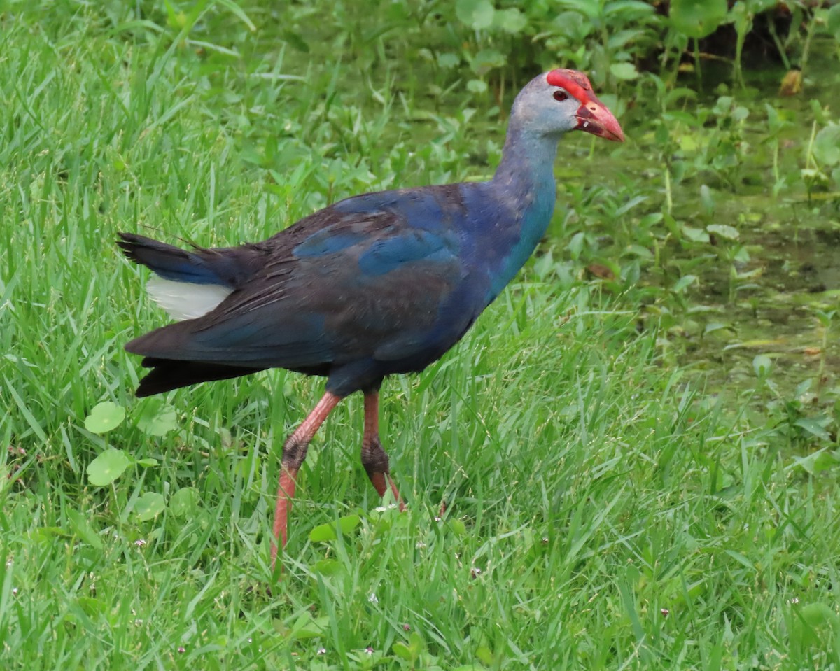 Gray-headed Swamphen - ML620500777