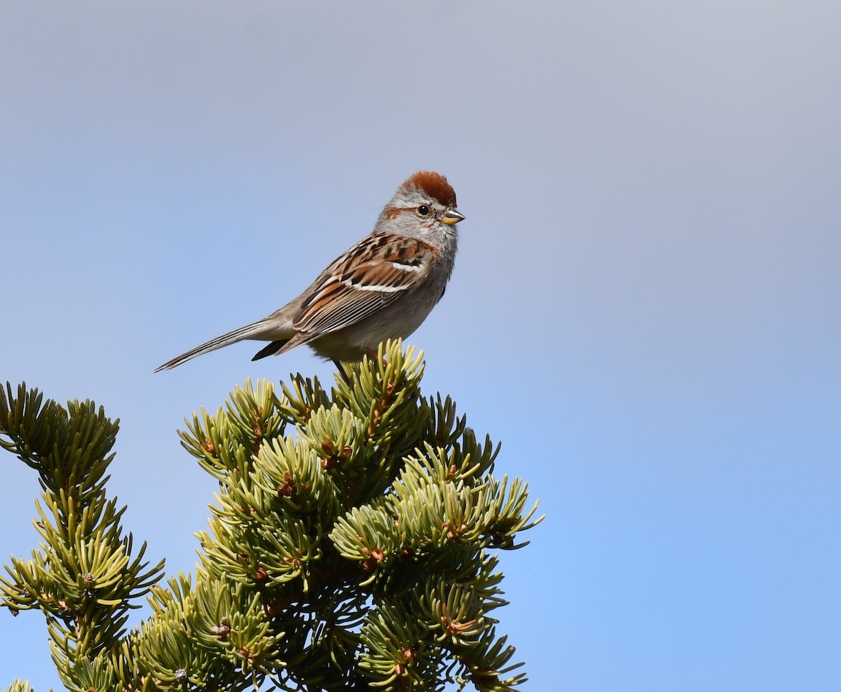 American Tree Sparrow - ML620500778