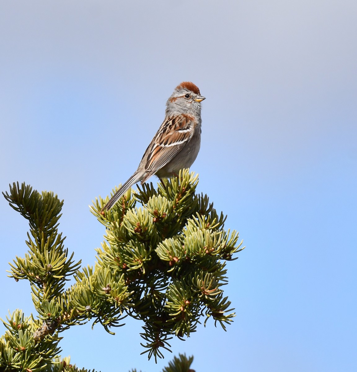 American Tree Sparrow - ML620500779