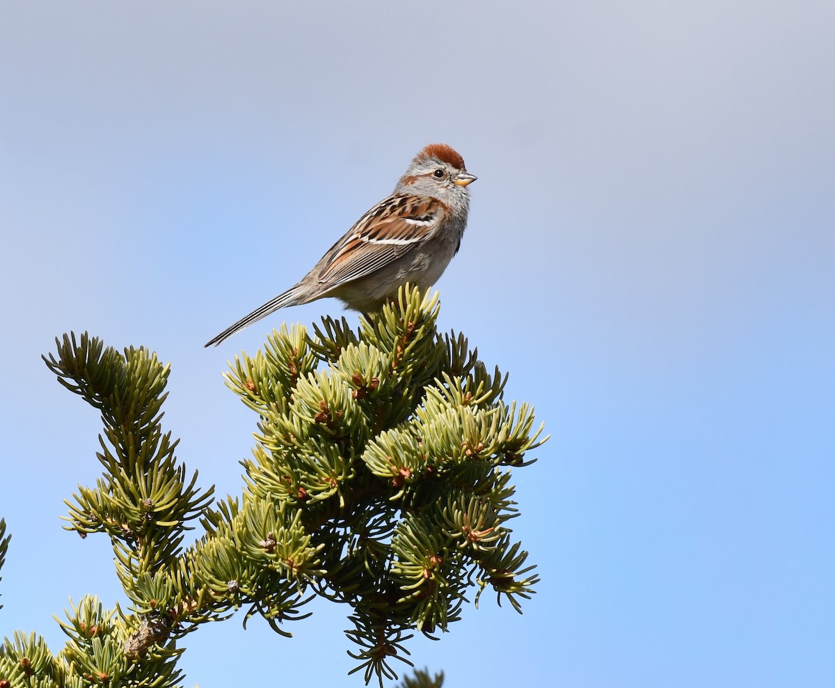 American Tree Sparrow - ML620500780