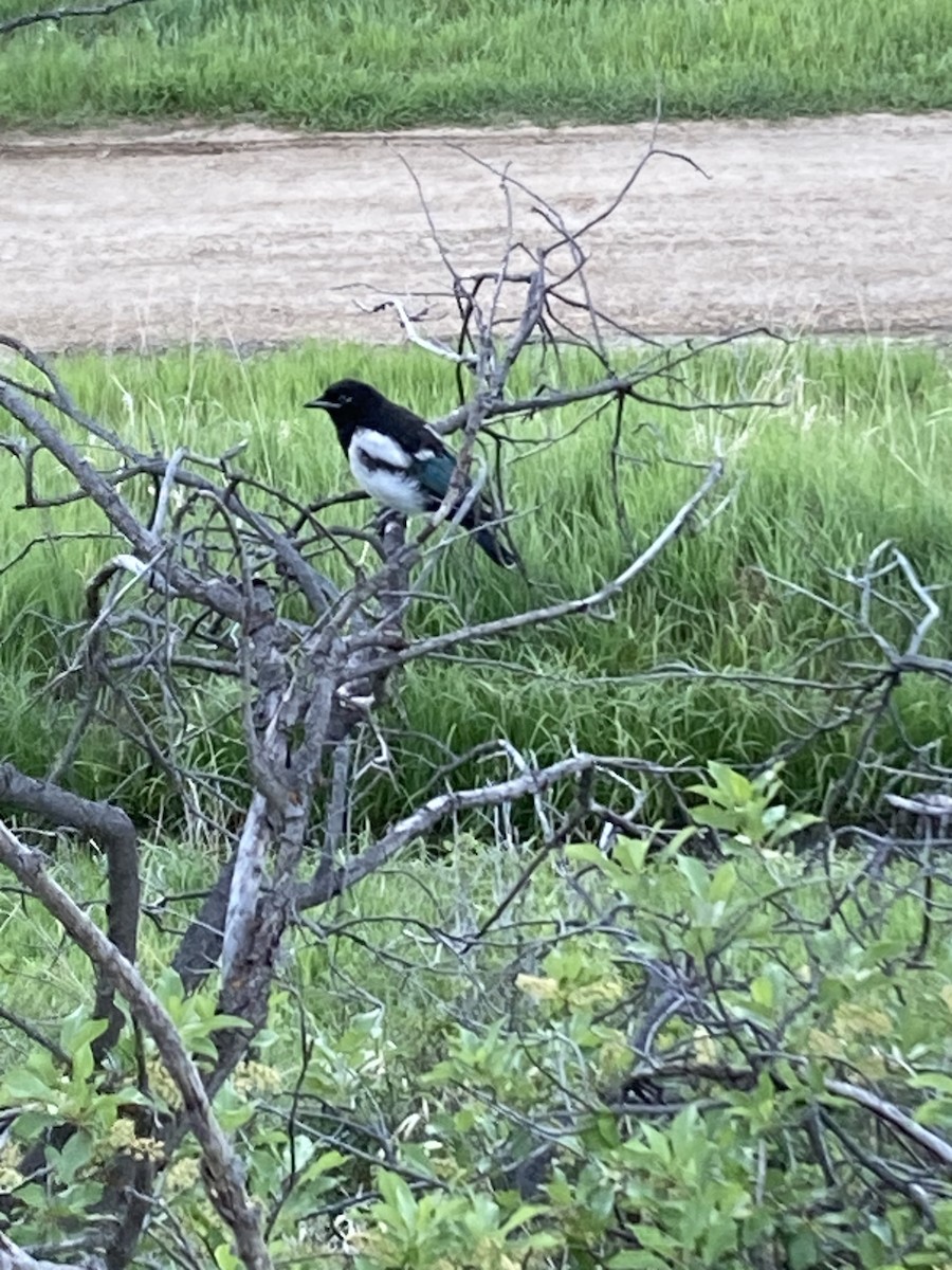 Black-billed Magpie - ML620500784